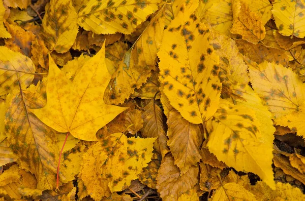 Herbst Laub Sonnigen Herbst Hintergrund Bunt Schöne Herbstblätter Textur Buntes — Stockfoto