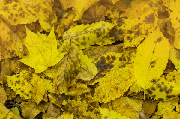 Fond Ensoleillé Automne Texture Des Feuilles Automne Feuilles Tombantes Colorées — Photo