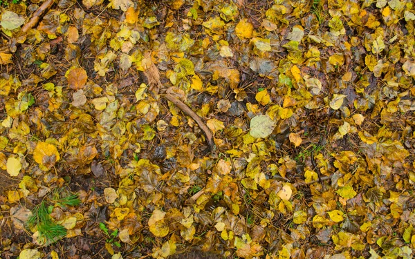 Saisonale Farbenfrohe Herbsttextur Gelber Ahorn Hinterlässt Hintergrund — Stockfoto