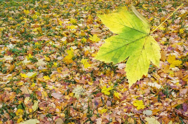 Barevné Pozadí Podzimního Listí Padající Podzimní Javorové Listy Leží Zemi — Stock fotografie