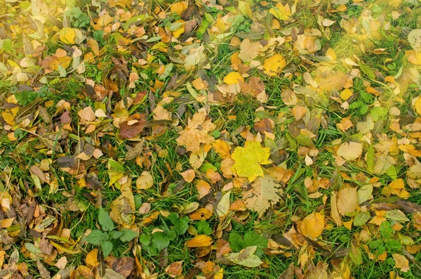 Herbst Hintergrund Textur Mit Bunten Blättern Muster Von Bunten Blättern — Stockfoto