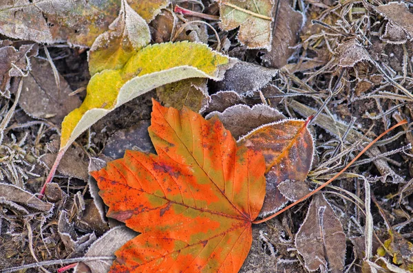 Kleurrijke Achtergrond Van Gevallen Herfstbladeren Vallende Herfstesdoornbladeren Liggen Grond Veelkleurige — Stockfoto