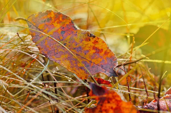 Bunte Blätter Sonnigen Morgenlicht Der Herbst Hinterlässt Einem Sonnigen Tag — Stockfoto