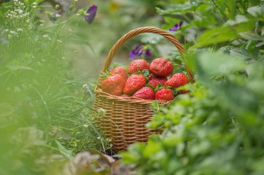 Yapraklı çilek ve çiçek yakından. Güneşli bir günde çilek.
