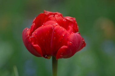 Sahada büyüyen kırmızı laleler. Bahar lalelerinin kırmızı çiçekli yatağı. Kırmızı laleler arka plan