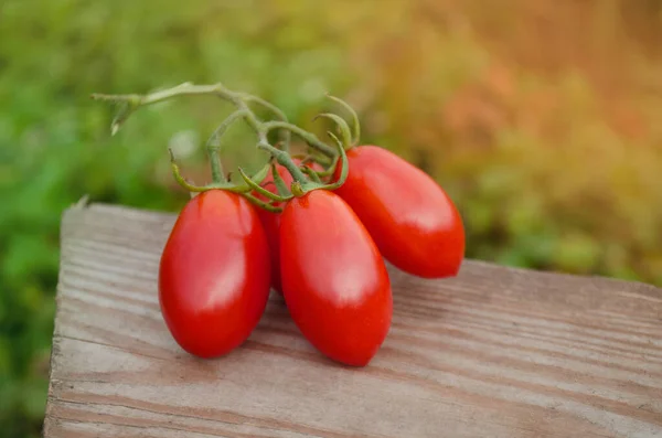 Los Tomates Crecen Los Campos Tomates Frescos Una Mesa Madera —  Fotos de Stock