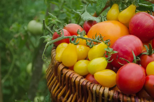 Λαχανικά Που Συγκομίστηκαν Πρόσφατα Από Ντόπιους Αγρότες Υγιή Βιολογικά Λαχανικά — Φωτογραφία Αρχείου