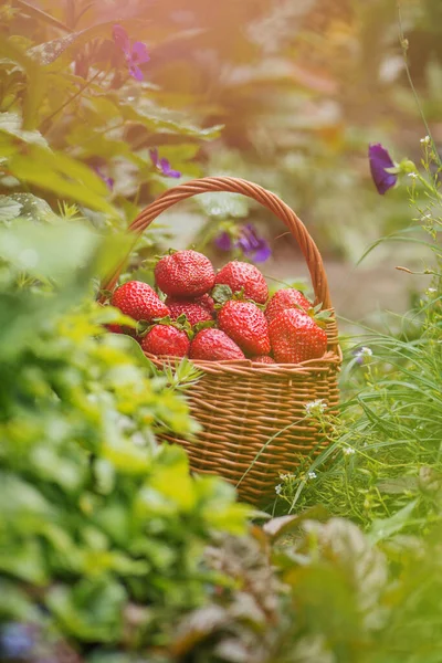 Harvesting Strawberries Basket Wicker Basket Strawberries Freshly Picked Strawberries Basket — Stock Photo, Image