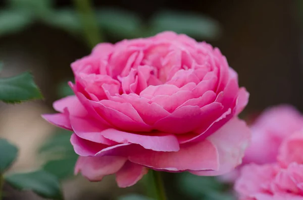 Bunga Mawar Inggris Kebun English Pink Rose Princess Alexandra Kent — Stok Foto