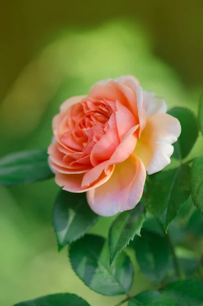 Orange Rose Growing Garden Orange Rose Green Leaves — Stock Photo, Image