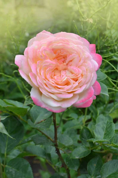 Cambio Pétalos Rosa Amarillo Rosa Rose Creciendo Aire Libre —  Fotos de Stock