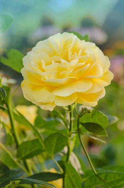 Bush Laranja Rosa Flores Natureza Fundo — Fotografia de Stock