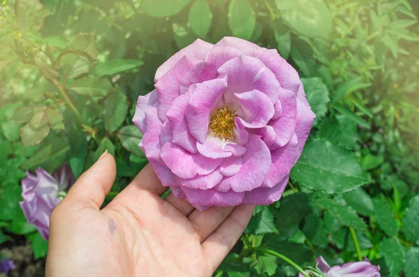 Beautiful purple Blue Moon rose. Purple lavender roses in the garden