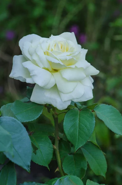 Biała Róża Biała Róża Ogrodzie Piękna Biała Róża Rosną Białe — Zdjęcie stockowe