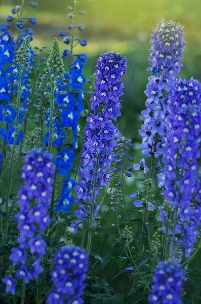 Niebieski Delphinium Rośnie Ogrodzie Podwójny Niebieski Kwiat Delfinium Błękitne Delphiniums — Zdjęcie stockowe