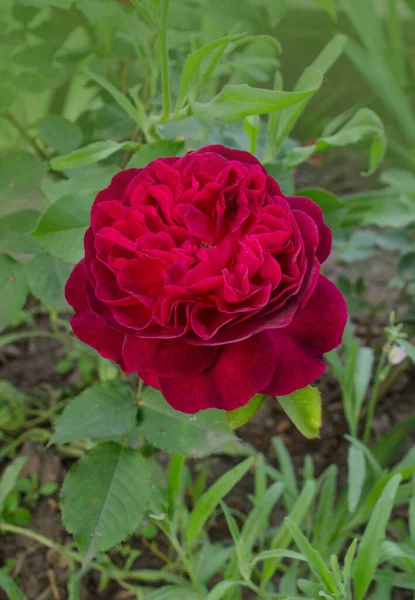 Lila Stieg Auf Den Zweig Garten Lila Violette Rosen Garten — Stockfoto