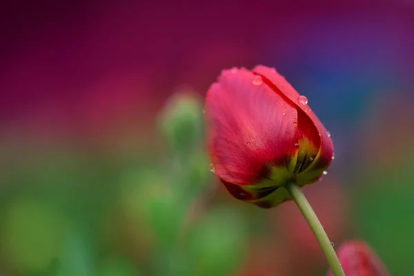 Red Beautiful Tulip Parad Red Tulips Green Leaves — Stock Photo, Image
