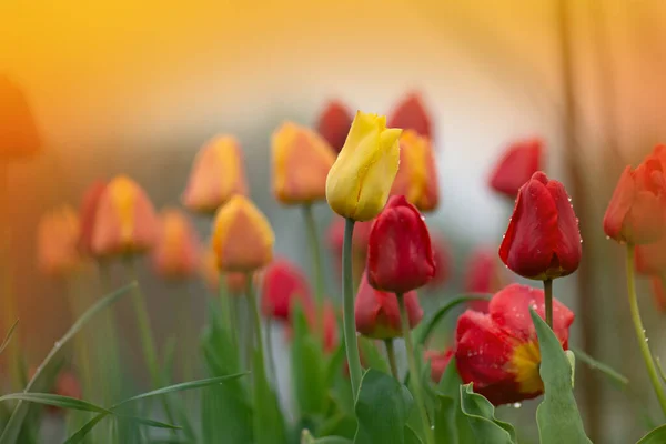 Landscape with  tulip field. Tulip field in spring. Mix color tulip flower. Mix of tulips flowers in garden