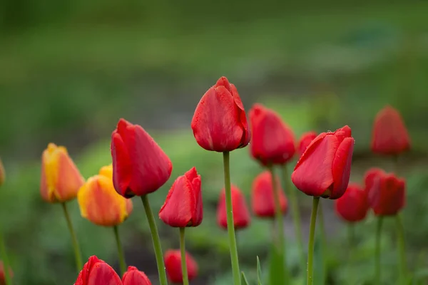 Landscape Tulip Field Multicolored Tulip Field Tulip Field Spring Mix — Stock Photo, Image