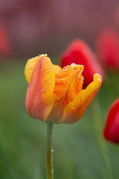 Tulips Orange Plant Garden Orange Tulips Cairo Blooming — Stock Photo, Image