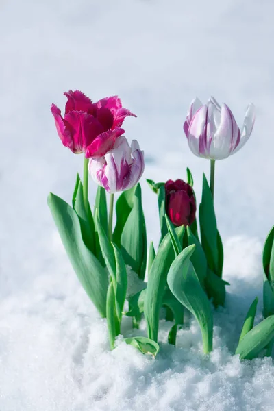 Snow falling on tulip flowers. Mixed color tulips under spring snow in april Abnormal weather and snow
