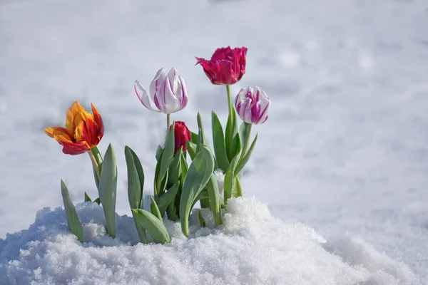 Paisagem Com Campo Tulipas Neve Tulipas Cor Mista Dia Ensolarado — Fotografia de Stock