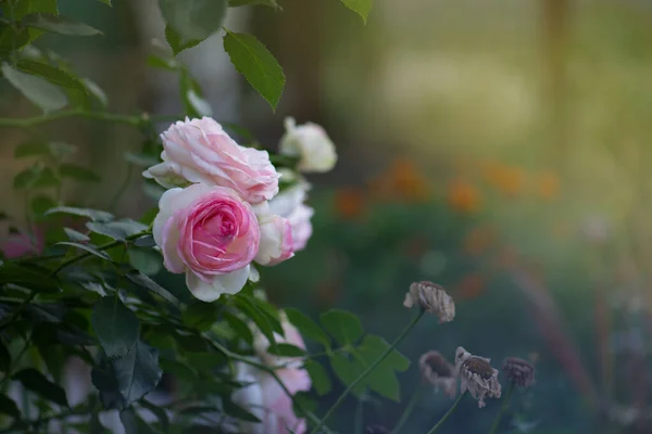 Beautiful pink roses macro background. Magnific roses flowers.