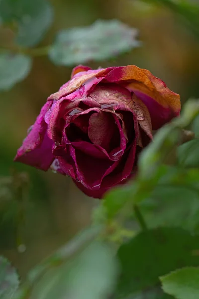 Martwe Stare Kwiaty Fioletowy Suchy Martwy Kwiat Róży Zepsute Pąki — Zdjęcie stockowe