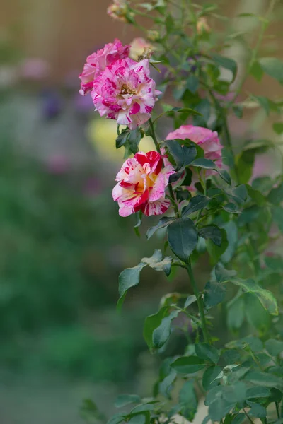 Camille Pissarro Rozen Groeien Tuin — Stockfoto