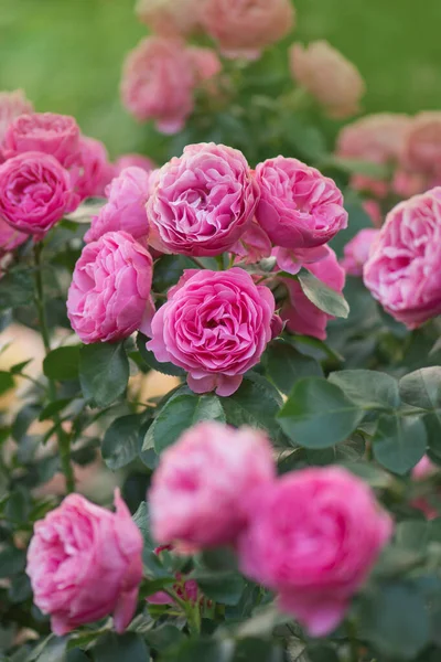 Muchas Rosas Hermosas Nina Rosa Flor Rosa Sobre Fondo Rosa — Foto de Stock
