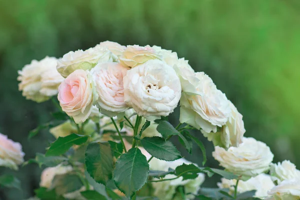 Brotes Rosas Blancas Rosas Floreciendo Arbusto Bush Rosas Blancas Rosadas —  Fotos de Stock