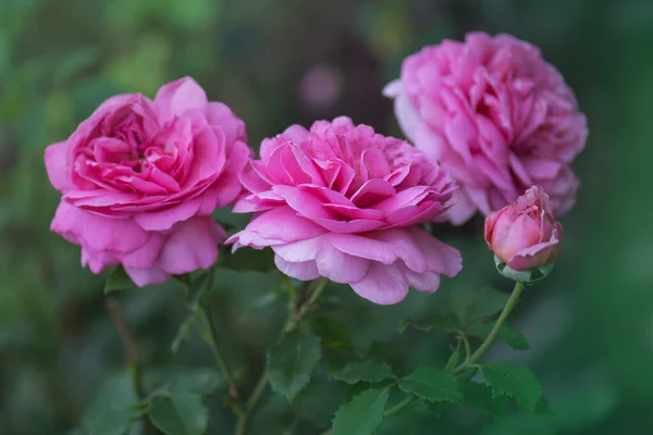 Rosado Rosal Jardín Inglés Princesa Rosa Alexandra Kent —  Fotos de Stock
