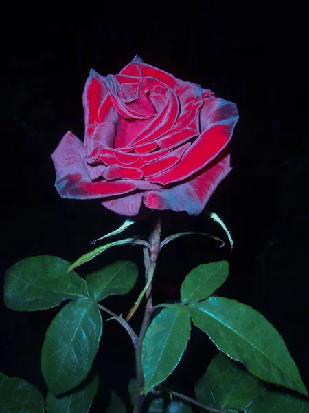 Gece Kırmızı Gül Çiçeği Arka Planı Gece Bahçesinde Açan Kırmızı — Stok fotoğraf