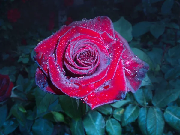 Rosas Vermelhas Arbusto Jardim Noite Vermelho Rosa Flor Fundo Noite — Fotografia de Stock