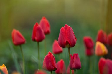 Çiyli çiçekler. Renkli lale grubu. Renkli taze laleleri olan bahçe. 