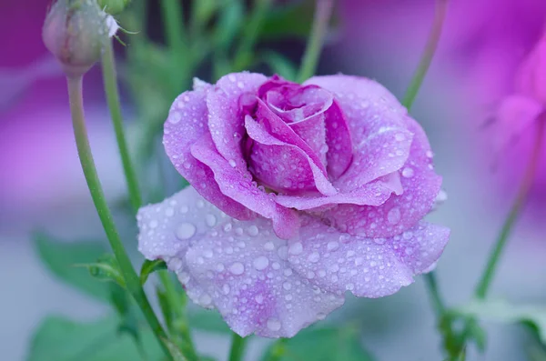 Purple Lavender Roses Garden Blooming Lavender Roses Blue Moon Bush — Stock Photo, Image