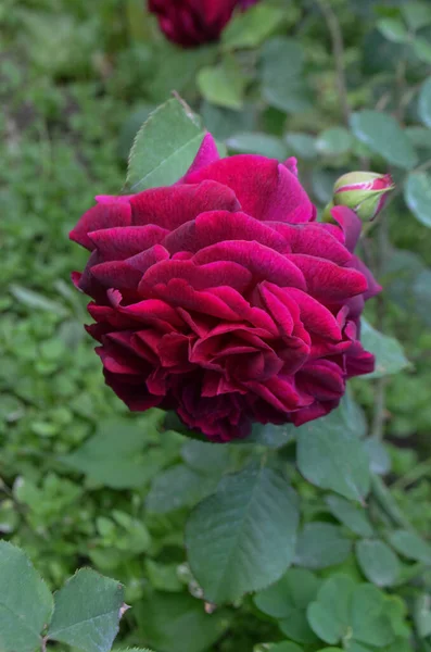 Пурпурная Роза Ветке Саду Закрытие Садовых Роз Фальстаф — стоковое фото