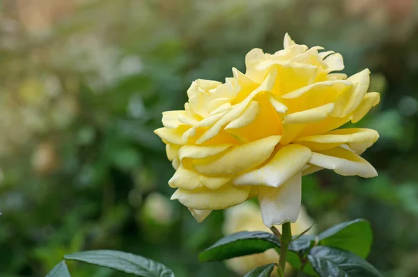 Renkli Güller Güzel Sarı Güller — Stok fotoğraf