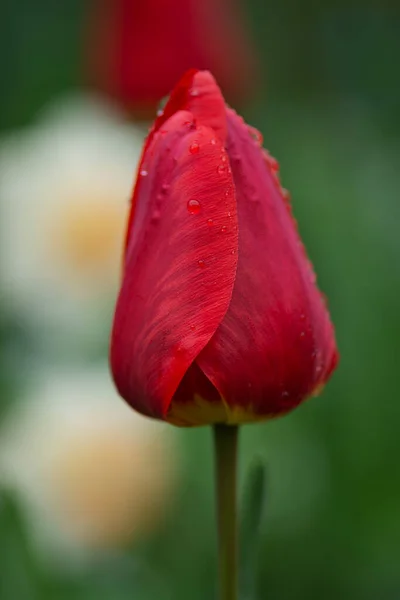 Muita Tulipa Vermelha Campo Linda Tulipa Vermelha Campo Fazenda Tulipa — Fotografia de Stock