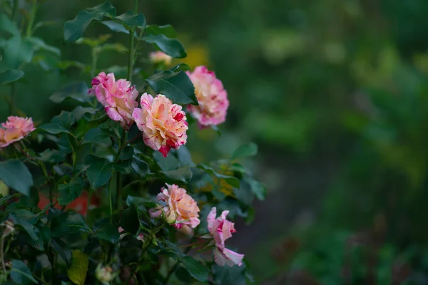 Roze Wit Gestreepte Rozen Tuin Roze Wit Gestreepte Rozen — Stockfoto