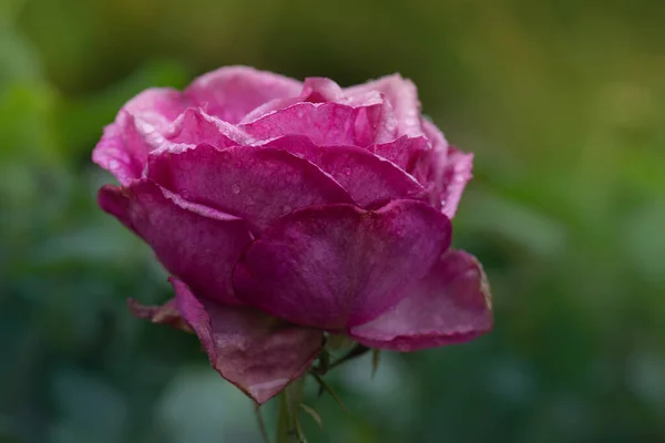 Símbolo Uma Beleza Feminina Murcha Rosa Murcha Jardim Rosas Morrem — Fotografia de Stock