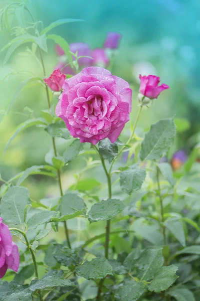 Piękny Fioletowy Angel Face Róża Fioletowe Lawendowe Róże Ogrodzie — Zdjęcie stockowe