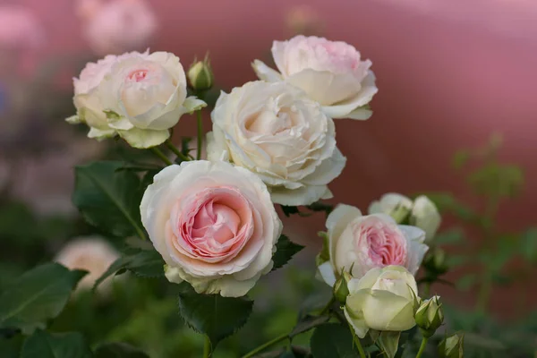 Ροζ Τριαντάφυλλο Πράσινα Φύλλα Στο Θερμοκήπιο Ίντεν Ρόζε Λουλούδι — Φωτογραφία Αρχείου