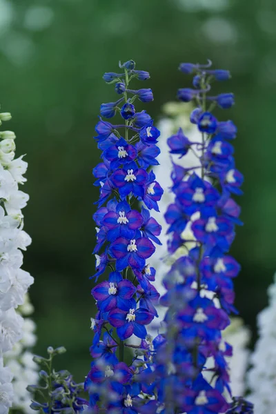 Delfinblomman Blommar Ljusdelfinen Blommar Trädgården Blandning Delfiner — Stockfoto