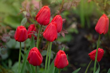 Kırmızı lale çiçeği arka planı. Bahçedeki kırmızı lale. Güzel kırmızı laleler tarlası