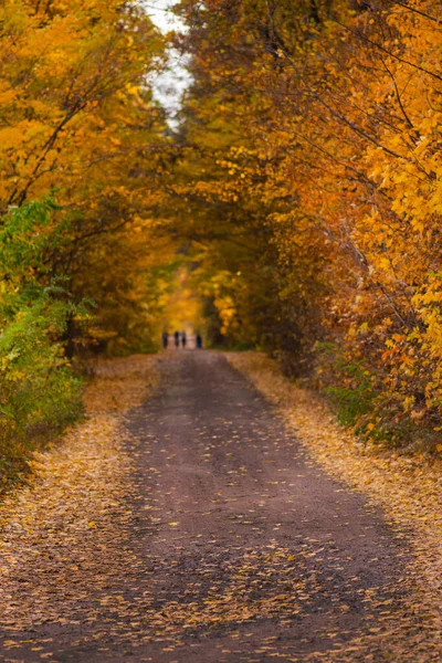 Road in the evening in autumn sunset. Peoples in autumn forest. Unrecognizable group of people on a hiking trip. Walk in breathtaking autumn forest