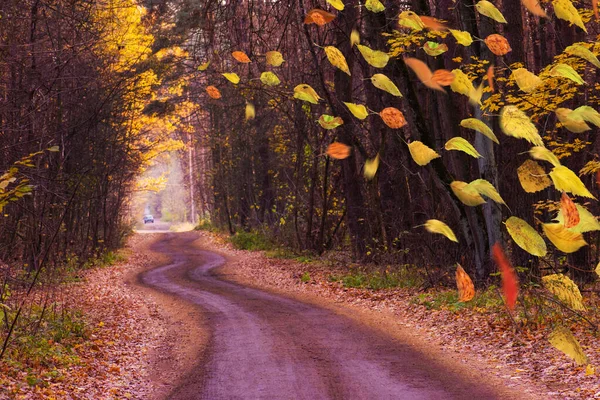 Herbstliches Laub Fällt Herunter Herbstblätter Bewegung — Stockfoto