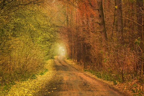 Túnel Del Bosque Otoñal Amor Túnel Del Bosque Amor Túnel — Foto de Stock