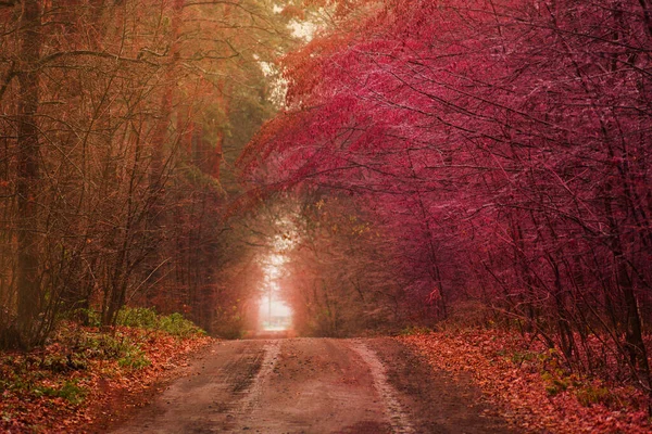 Piękny Jesienny Romantyczny Tunel Naturalny Tunel Drzew Ukrainie Tunel Miłości — Zdjęcie stockowe