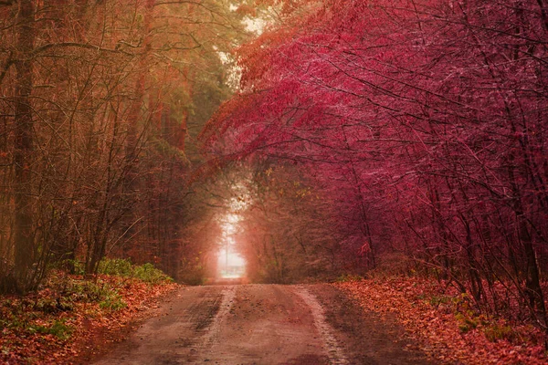 Hermoso Túnel Romántico Otoño Túnel Árboles Naturales Ucrania Túnel Amor — Foto de Stock